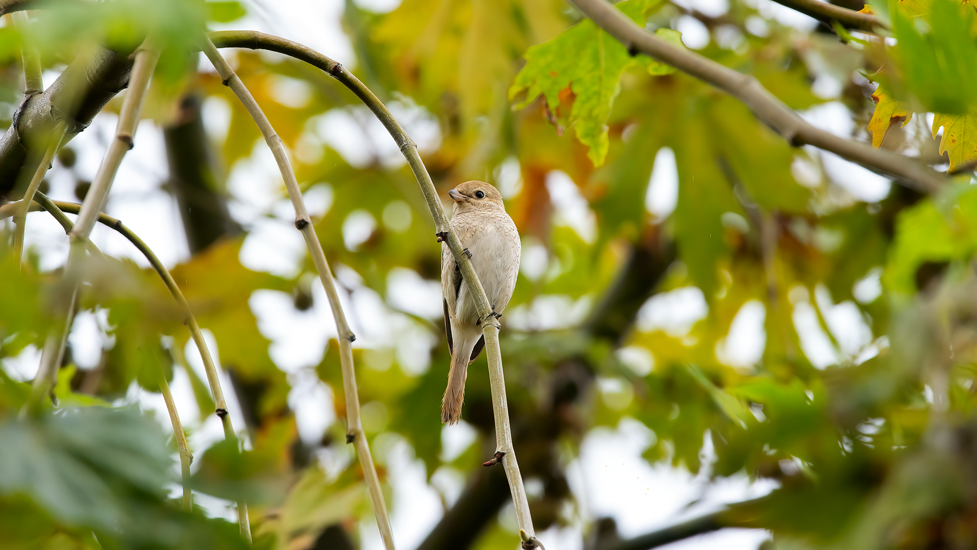 Isabelline Shrike